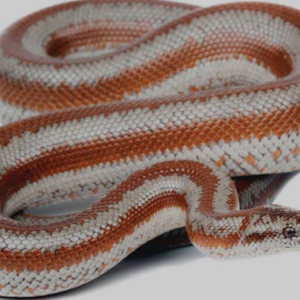 Rosy Boa for Sale