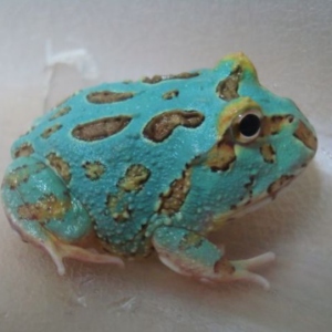 Samurai Blue Pacman Frog for Sale