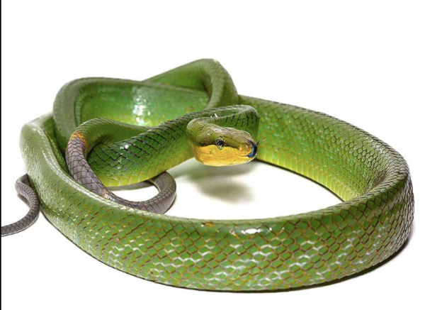 Silver Phase Red Tailed Green Rat Snake For Sale