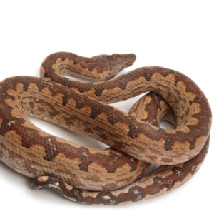 Solomon Island Ground Boa for Sale