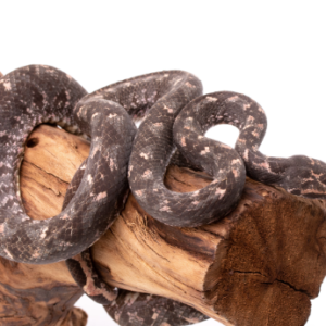 Solomon Island Tree Boa For Sale