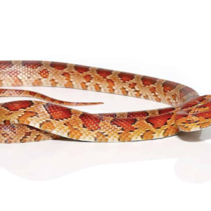 South Florida Corn Snake For Sale