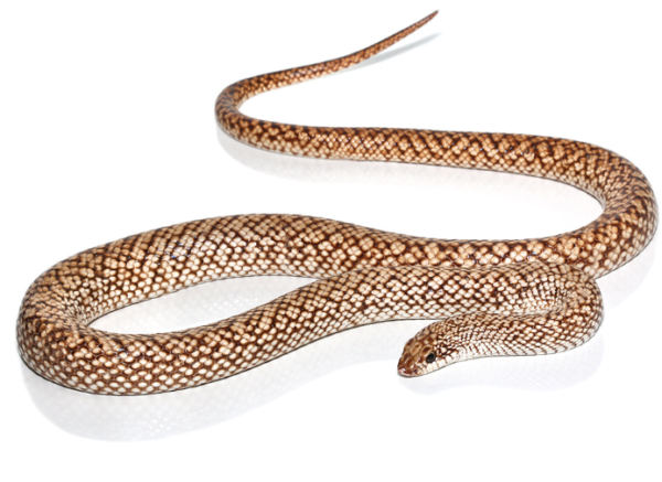 Speckled Hognose Snake for Sale