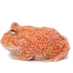 Strawberry Pineapple Pacman Frog for Sale