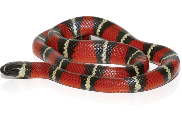 Stuart’s Milk Snake For Sale