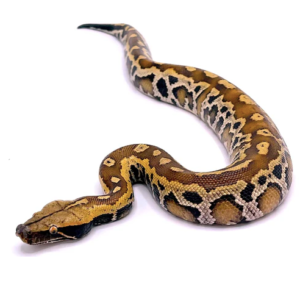 Sumatran Blood Python for Sale