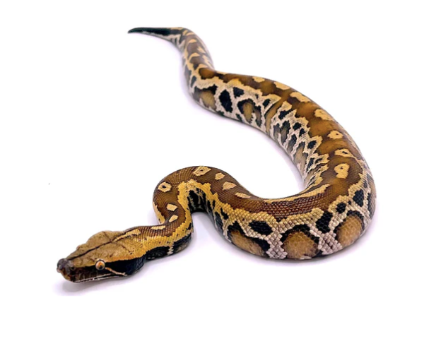 Sumatran Blood Python for Sale