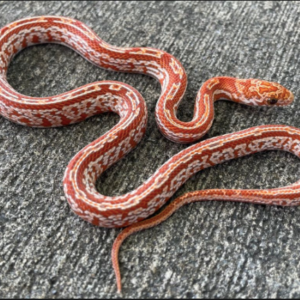 Sunkissed Corn Snake for Sale