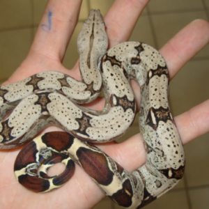 Suriname Red Tail Boa for Sale