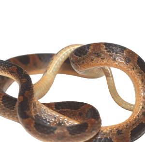 Suriname Cat Eye Snake for Sale