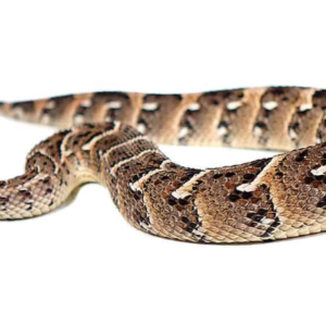 Tanzanian Puff Adder For Sale