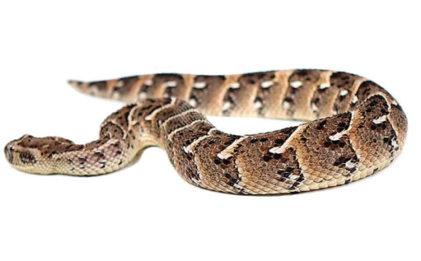 Tanzanian Puff Adder For Sale