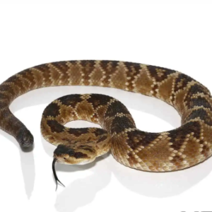 Texas Blacktail Rattlesnake For Sale