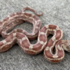 Texas Rat Snake for Sale