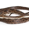 Texas Rat Snake for Sale