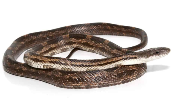 Texas Rat Snake for Sale