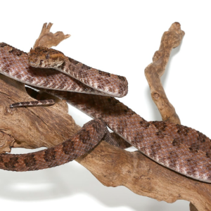 Three Horned Scaled Pit Viper For Sale