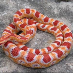 Ultra Corn Snake for Sale