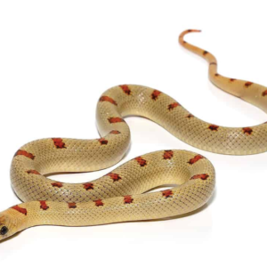 Variable Kingsnake For Sale