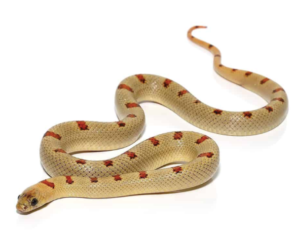 Variable Kingsnake For Sale