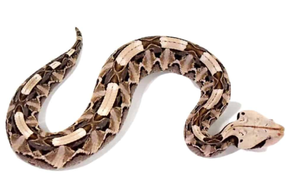 Gaboon Viper For Sale