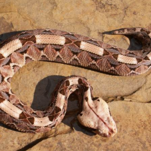 Gaboon Viper For Sale