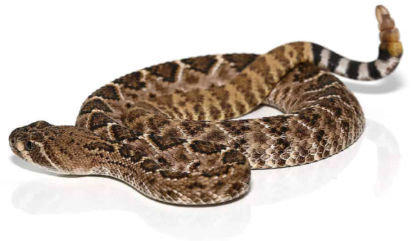 Western Diamondback Rattlesnake For Sale