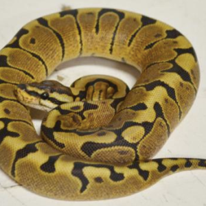 Woma Ball Python for Sale