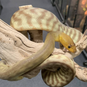 Woma Python for Sale