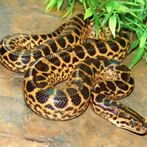 Yellow Anaconda for Sale