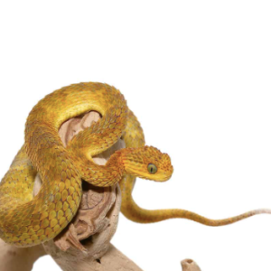 Baby Yellow Orange Squamigera Bush Viper For Sale