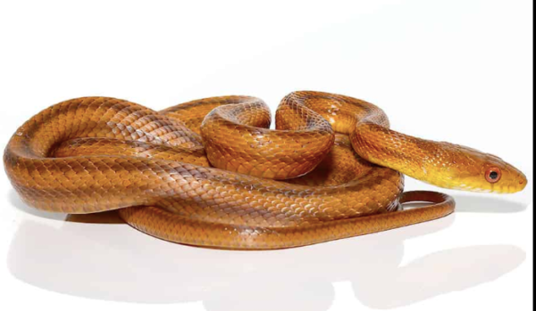 Yellow Rat snake For Sale