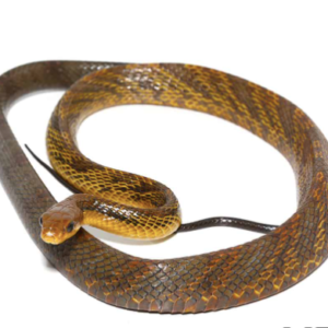 Yellowbelly Puffing Snake For Sale