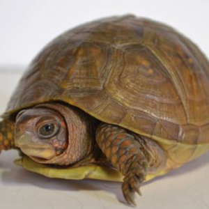 3 Toed Box Turtle for Sale