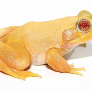 Albino Bullfrog For Sale