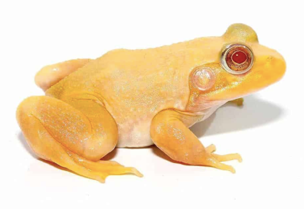 Albino Bullfrog For Sale