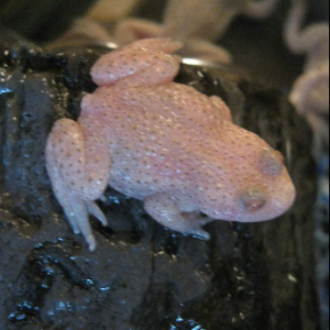 Albino Firebelly Toad for Sale