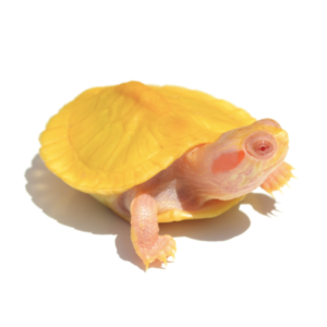 Albino Red Eared Slider Turtle for Sale