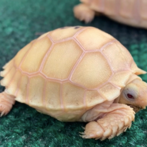 Albino Sulcata Tortoise for Sale