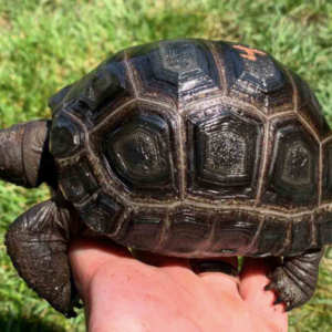 Aldabra Tortoise for Sale