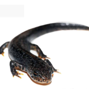 Alpine Newt for Sale