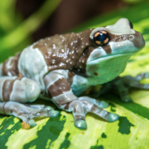 Amazon Milk Frog for Sale