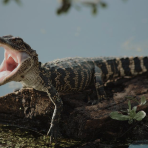 American Alligator For Sale