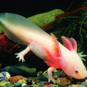 Axolotl for Sale