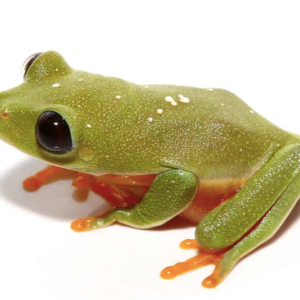 Black Eyed Tree Frog For Sale