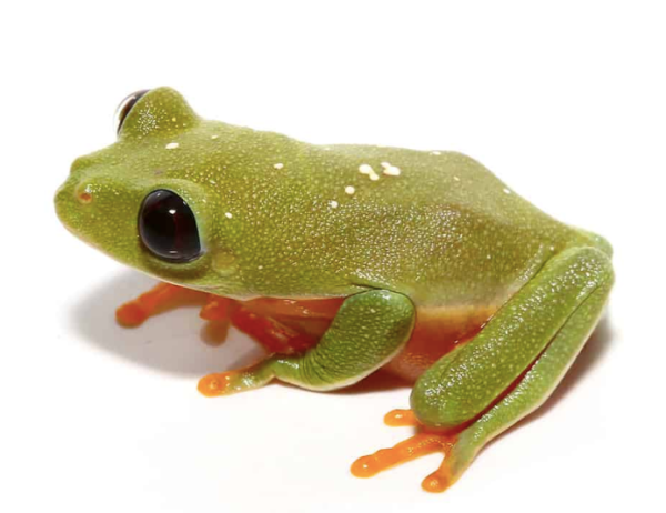 Black Eyed Tree Frog For Sale