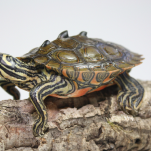 Black Knobbed Map Turtle for Sale