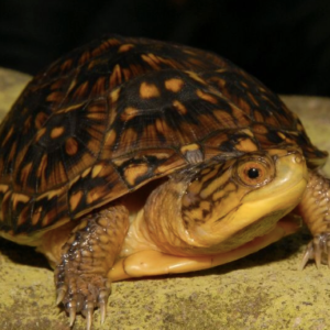 Blanding's Turtle for Sale