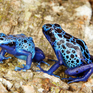 Blue Azureus Tinctorius Dart Frog Sale