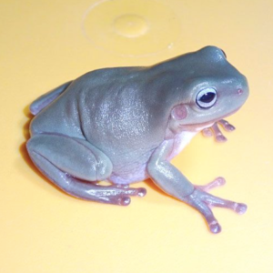 Blue Eyed Whites Tree Frog for Sale